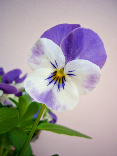 ブルー＆ホワイト