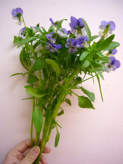 ブルー＆ホワイト