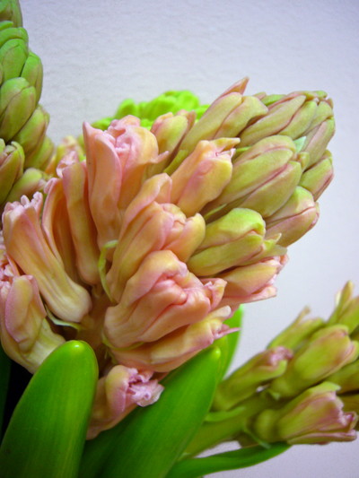 オレンジライオン