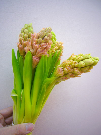 オレンジライオン