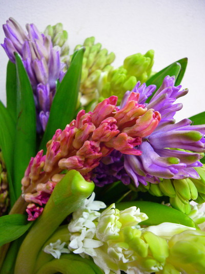 ヒヤシンス5ミックス