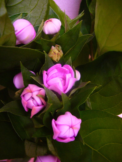 D.リラクトリックス