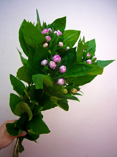 D.リラクトリックス