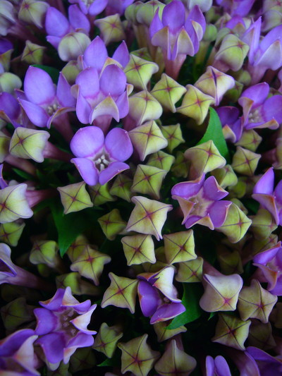 ロイヤルナオミ