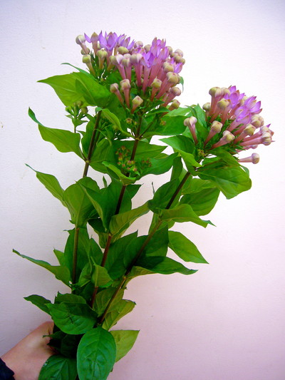 ロイヤルナオミ