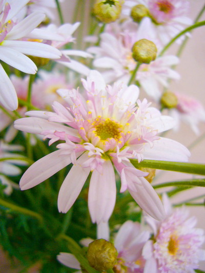 シュガーストロベリー