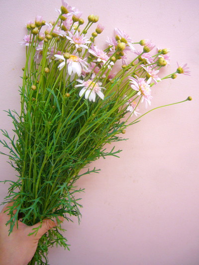 シュガーストロベリー