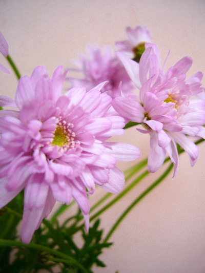 ドリームパラソル