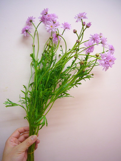 ドリームパラソル