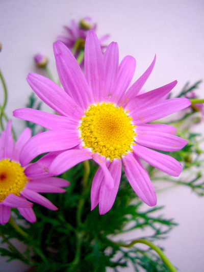 ピーチシュガー