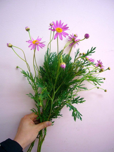 ピーチシュガー