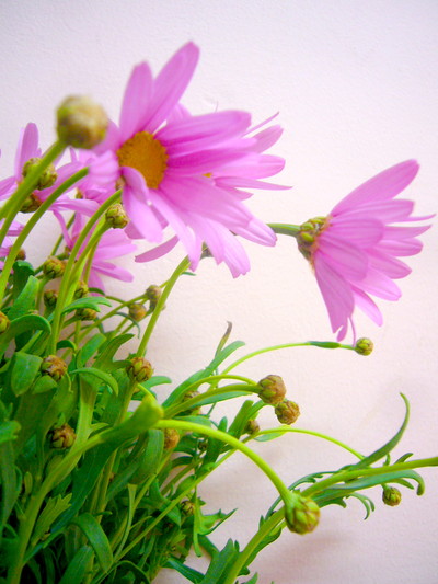 ブライダルピンク