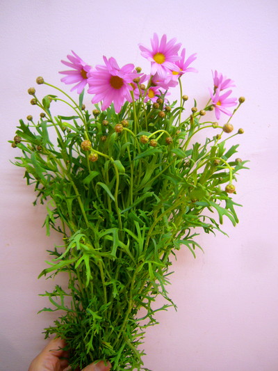 ブライダルピンク