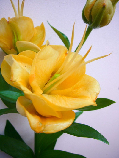 アプリコットファッジ