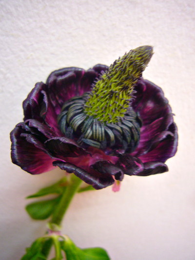 モロッコナドール