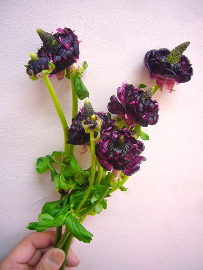 モロッコナドール