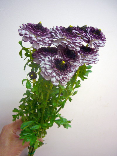 モロッコ　ララーシュ