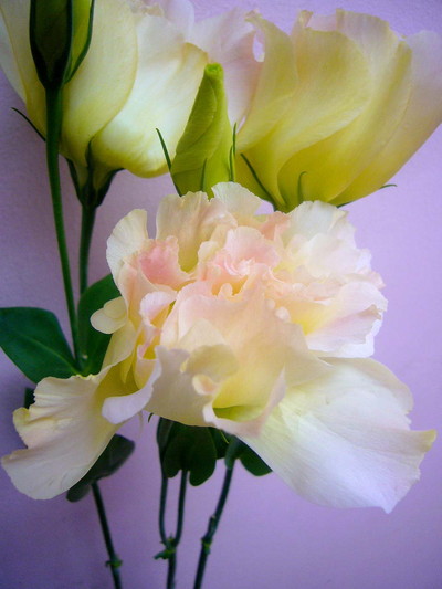 Sマジックシャンパン