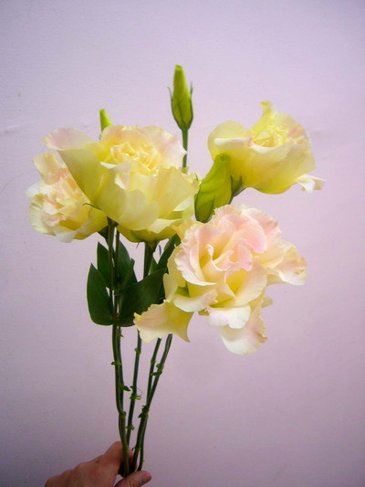 Sマジックシャンパン