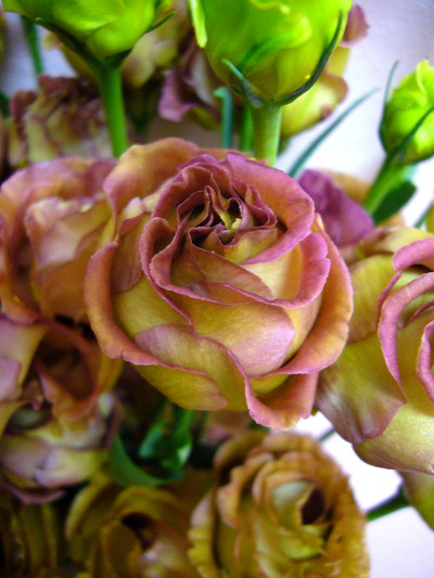 アンバーWロマン