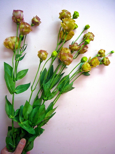 アンバーWロマン