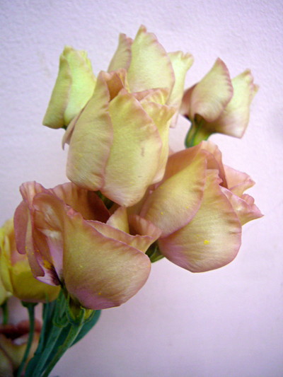 アンバーミニブラウン