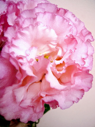 サカタフリンジ