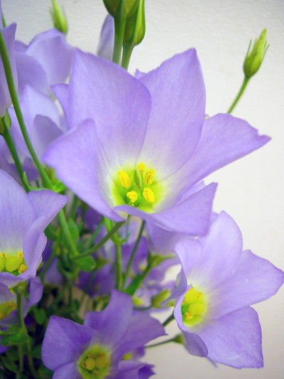 シェリーライトブルー