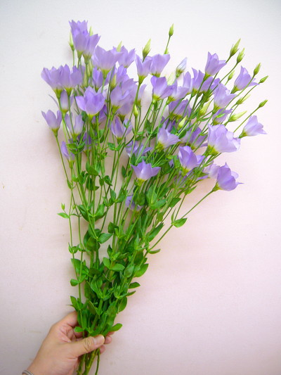 シェリーライトブルー