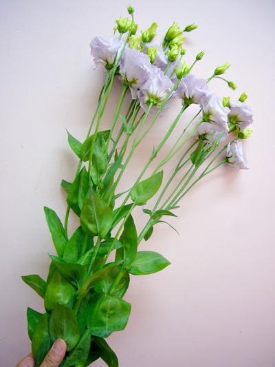 シルバーエンブレム