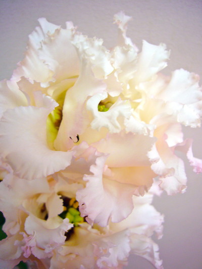 ハイカラサンライトピンク