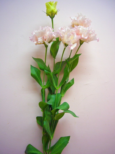 ハイカラサンライトピンク