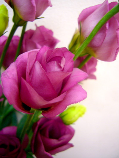 フルフルローズ