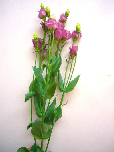 フルフルローズ