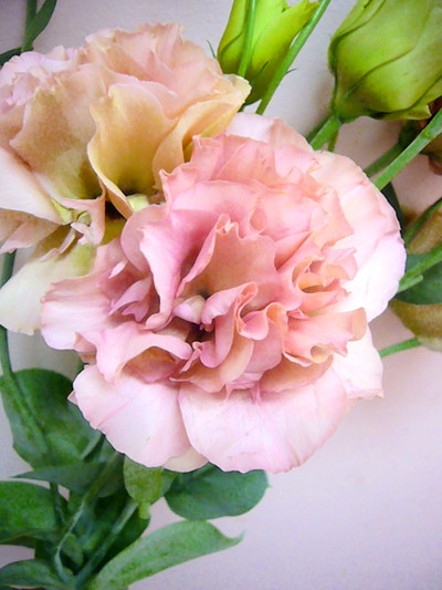 ブラウンエンブレム