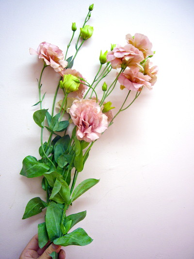 ブラウンエンブレム