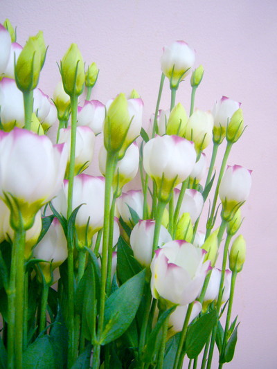 プティフルPピコティ