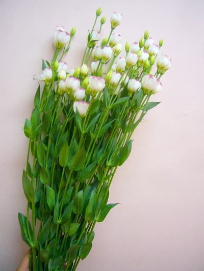 プティフルPピコティ