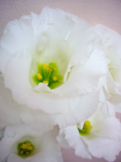 ペアホワイト20