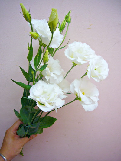 ペアホワイト20