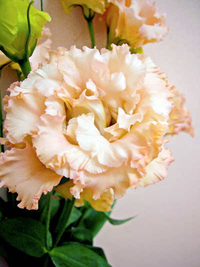 ボヤージュアプリコット