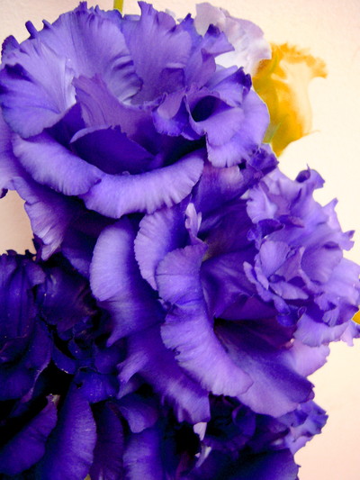 ボヤージュブルー