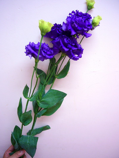 ボヤージュブルー