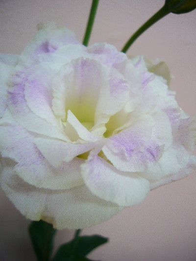 ボレロブルーフラッシュ