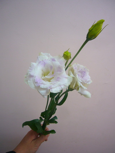 ボレロブルーフラッシュ