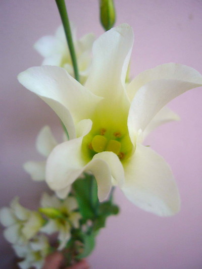 マシュリミント