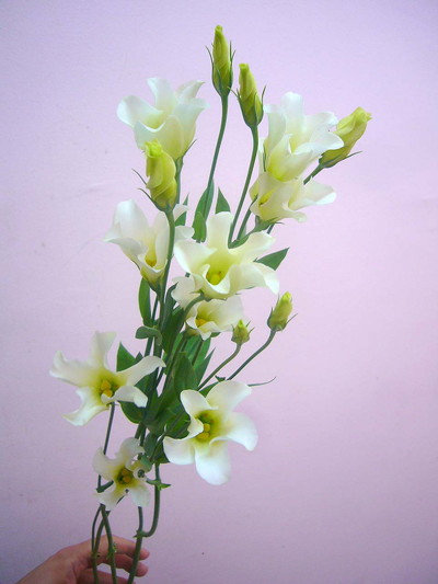 マシュリミント