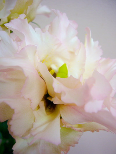 ヤエフリルミックス