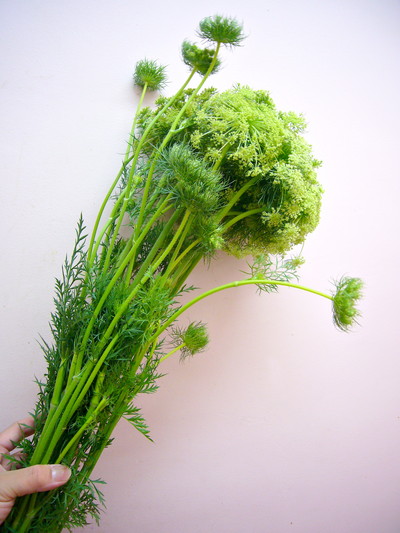 キャロットフラワーW