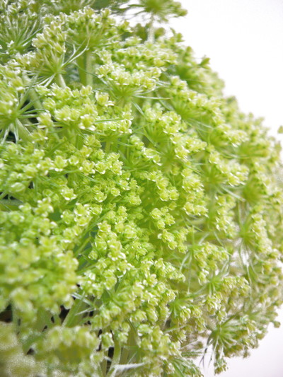 キャロットフラワーW